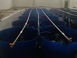 Tanque de Reprodução de Peixes